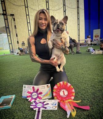 Вязка! Красивый породный кобель французского бульдога приглашает на вязку.