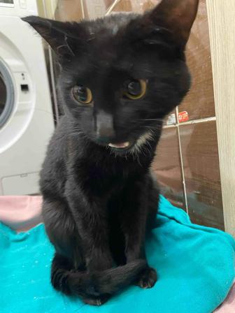 Отдам в добрые руки молодого кота