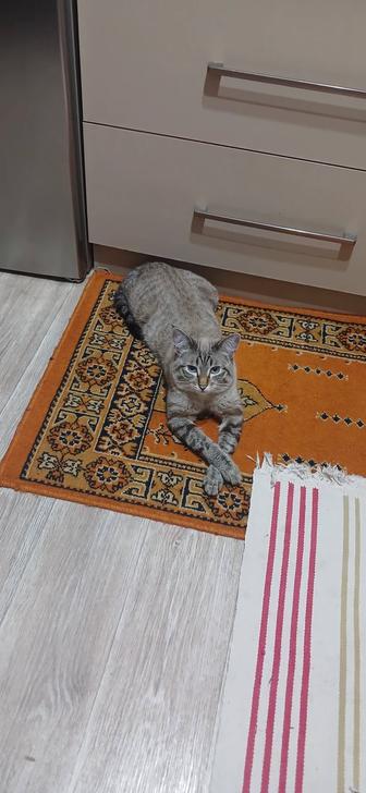 Отдам кота в хорошие руки