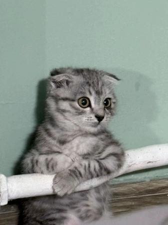 Шотландский вислоухий котенок