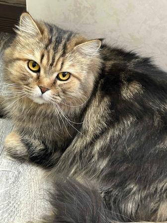 Кошка британская