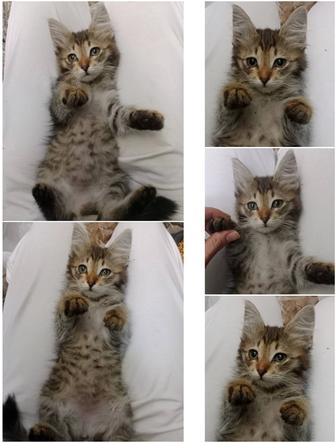 Котята в поисках дома