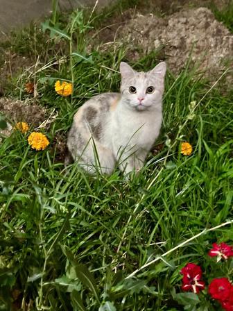 Кошечка в добрые руки