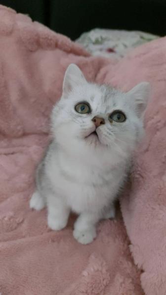 Шиншила и шотландский скотиш страйт