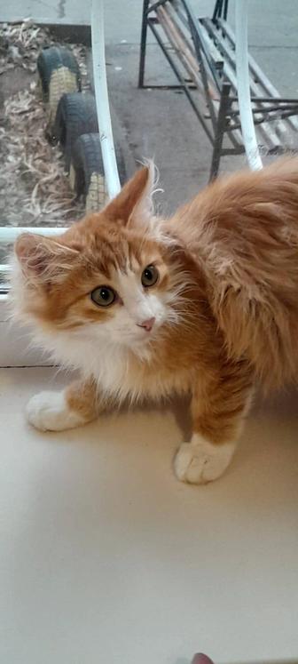 Отдам котенка в добрые руки