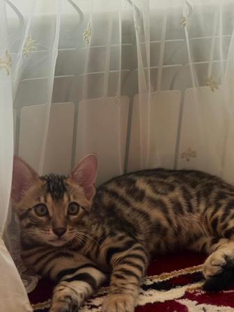 Продам бенгальских котят