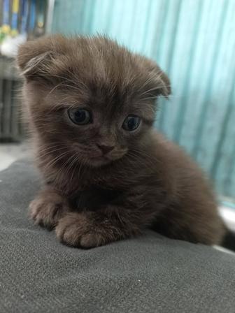 Котята шотландские