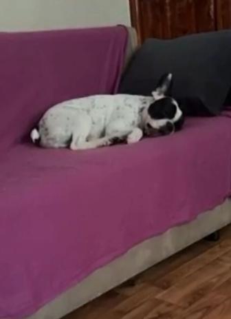 Детский садик для животных