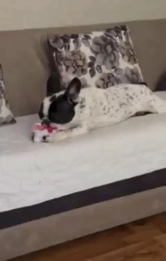 Детский садик для животных долгосрочный.