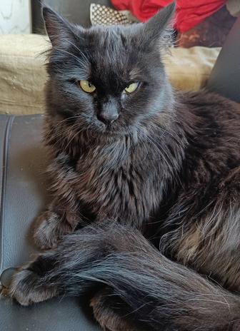 Помогите найти кошку