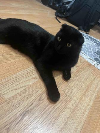 Отдам даром кота британец