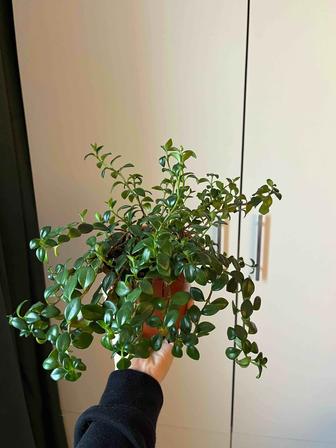 Цветок Нематантус