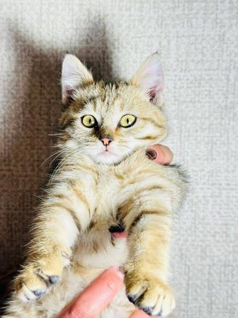 Котята в хорошую семью