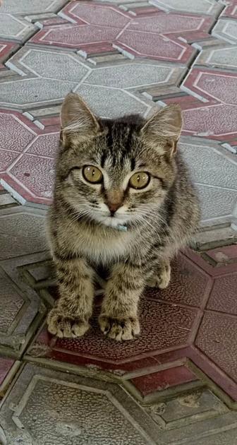 Отдам котенка