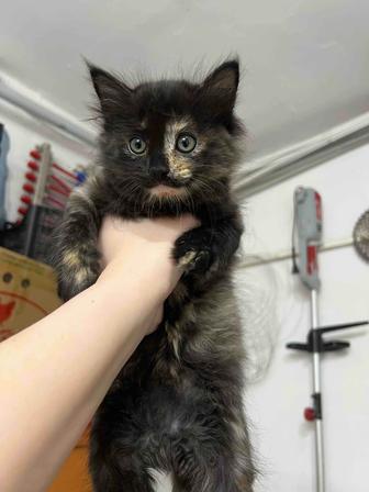 Котята ищут дом