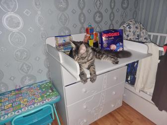 Продам Кота Мейн кун привитый