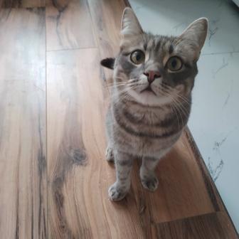 Отдам 1-годовалого кота британца