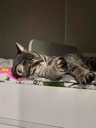 Отдам даром котенка