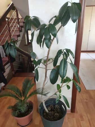 Фикус каучуконосный