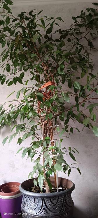 Комнатный цветок