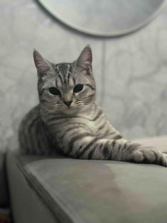 отдам бесплатно кошку