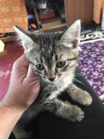 Кошка