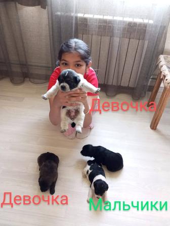 Щенята ищут дом