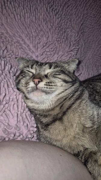 Передержка домашних животных,Возможен выгул собак