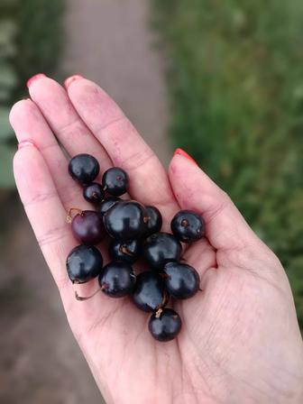 Продажа дикая смородина