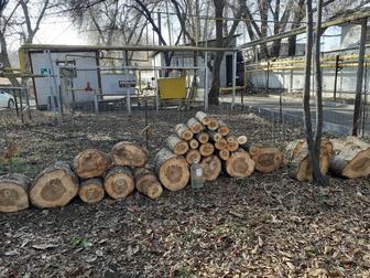 Пенек чурка бревнышко спил слэб