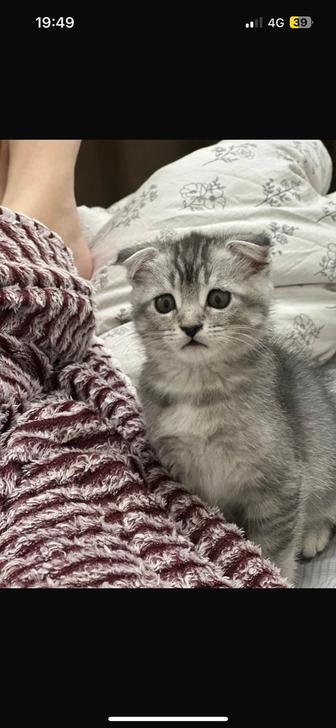 Продам котенка, шотландский вислоухий