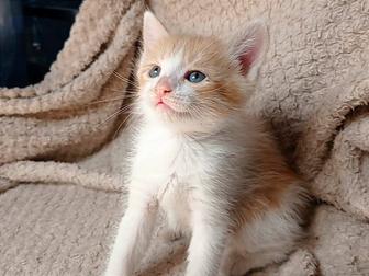 Красивые котята разных цветов 1.5 мес