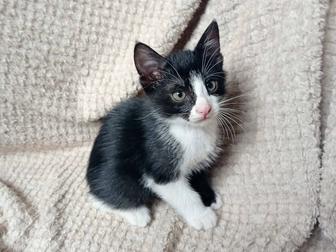 Красивые котята 2 мес