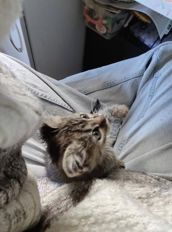 Красивые котята 2 мес