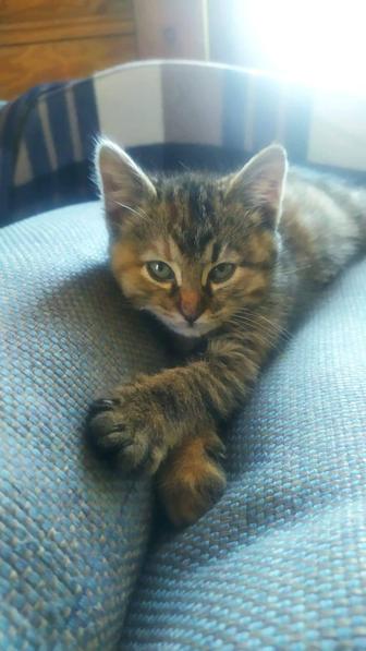 Котята милашки девочки 2 мес