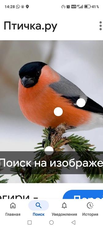 Продам птицу певчие