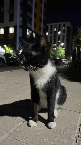 Пристрою кота в добрые руки