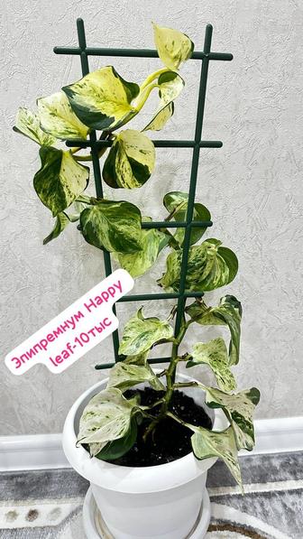 Филодендрон,Сциндапсус и Эпипремнум