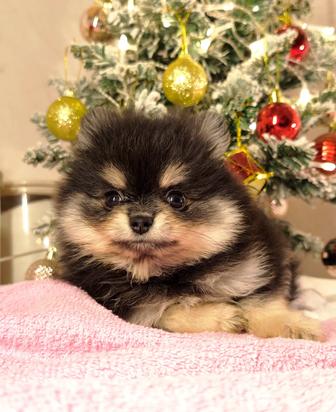 Шпиц померанский мини девочка тип мишка