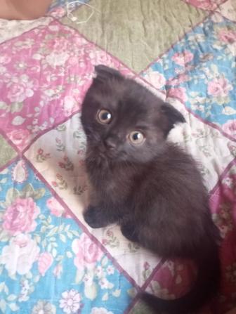 вислоухая кошка черная