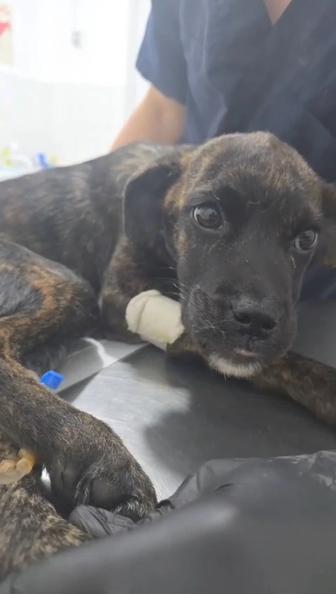 Щенок девочка ищет дом