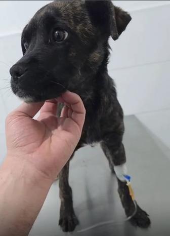 Щенок девочка ищет дом