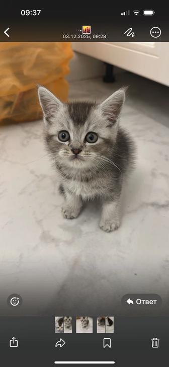 Британская серебряная шиншилла