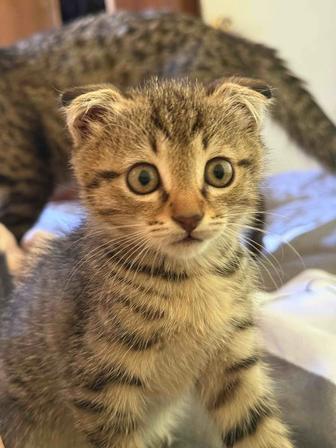 Отдам вислоухую кошку в хорошие руки