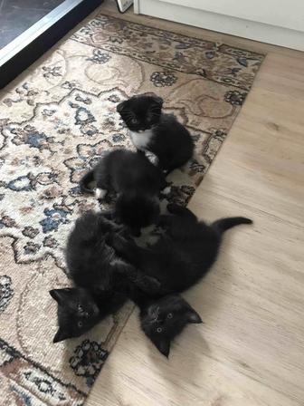 Отдам котят только в хорошие руки, кушают сами