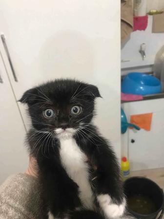 Отдам котят только в хорошие руки, кушают сами осталось 2 котенка мальчика