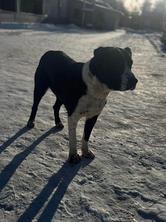 Пристраивается девочка Алабай