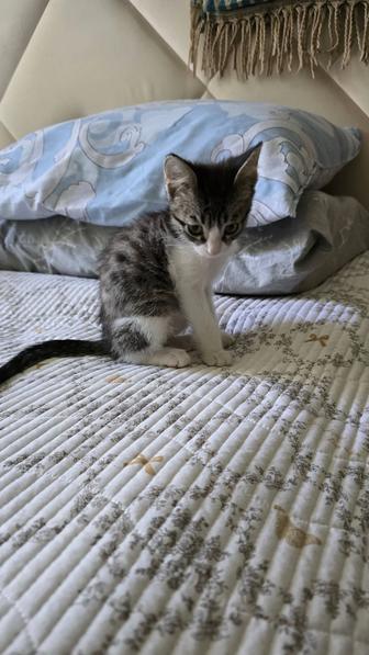 Котенок