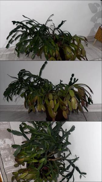 Продам цветы комнатные