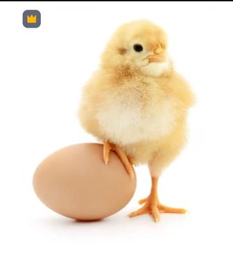 Продаются цыплята